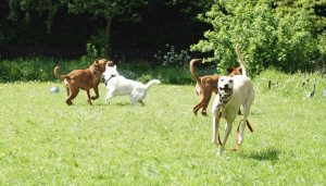 Dogs Insight Dog Training