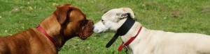 Dogs Insight